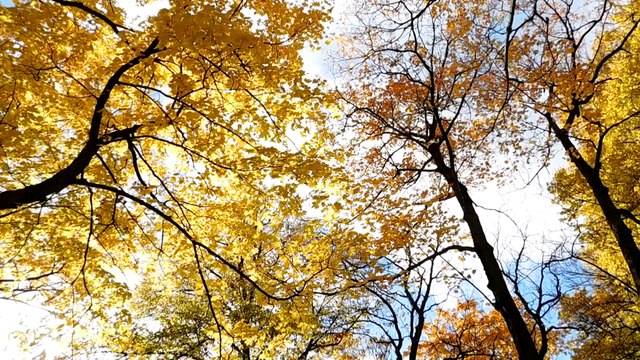 Золотая осень