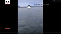 Whale-Watching Boat Sinking Footage