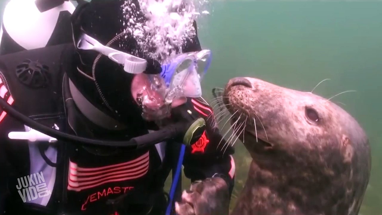 Scuba Diver and Seal Become Best Friends