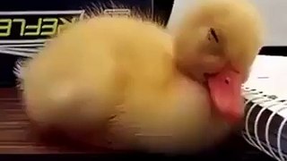 Lol Duck Baby Wants To Sleep Must Watch - My Favorite Clips