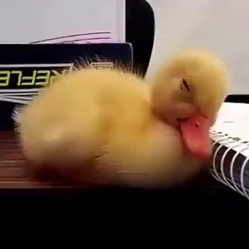 Lol Duck Baby Wants To Sleep Must Watch - My Favorite Clips