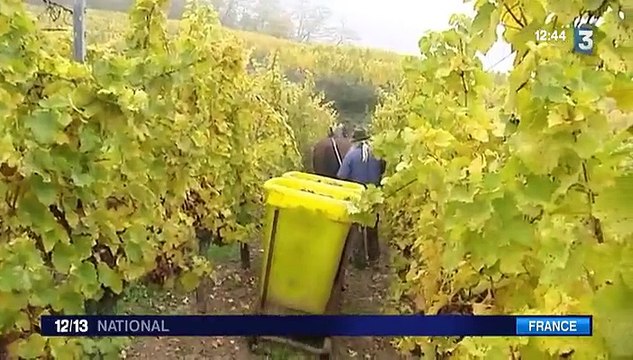 En Alsace, les chevaux remplacent les tracteurs