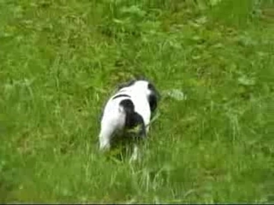 Chiots 2