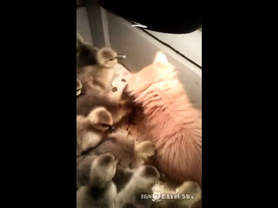 chaton et canetons
