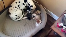 dalmatien adopte des chatons