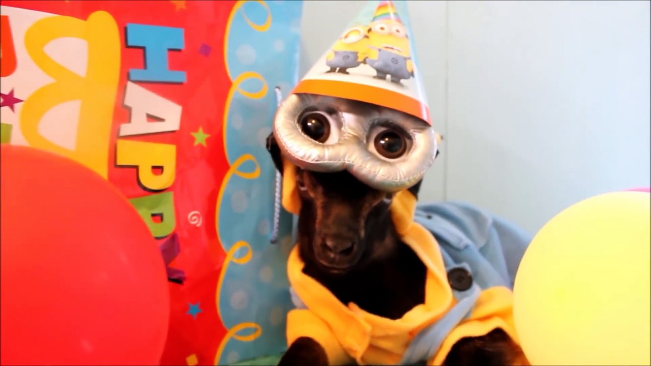 Minion Baby Goats !