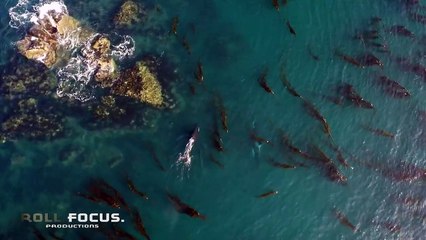 Un orque propulse un phoque à plus de 25 mètres de hauteur