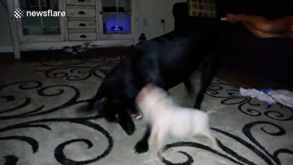 Mini pig takes on dog in play fight... and wins