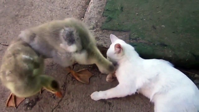 Обхохотаться можно