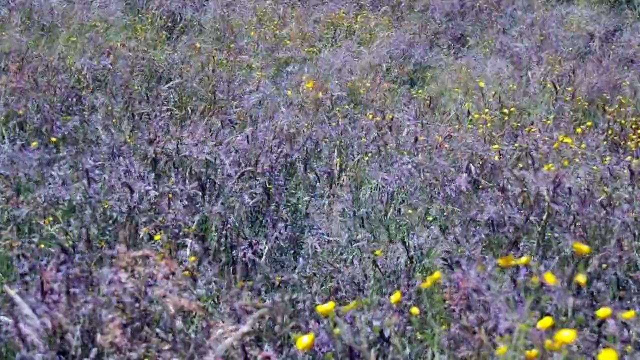 Tanzende Gräser/Danse en Nature