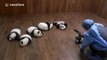 Giant panda cub loves the camera