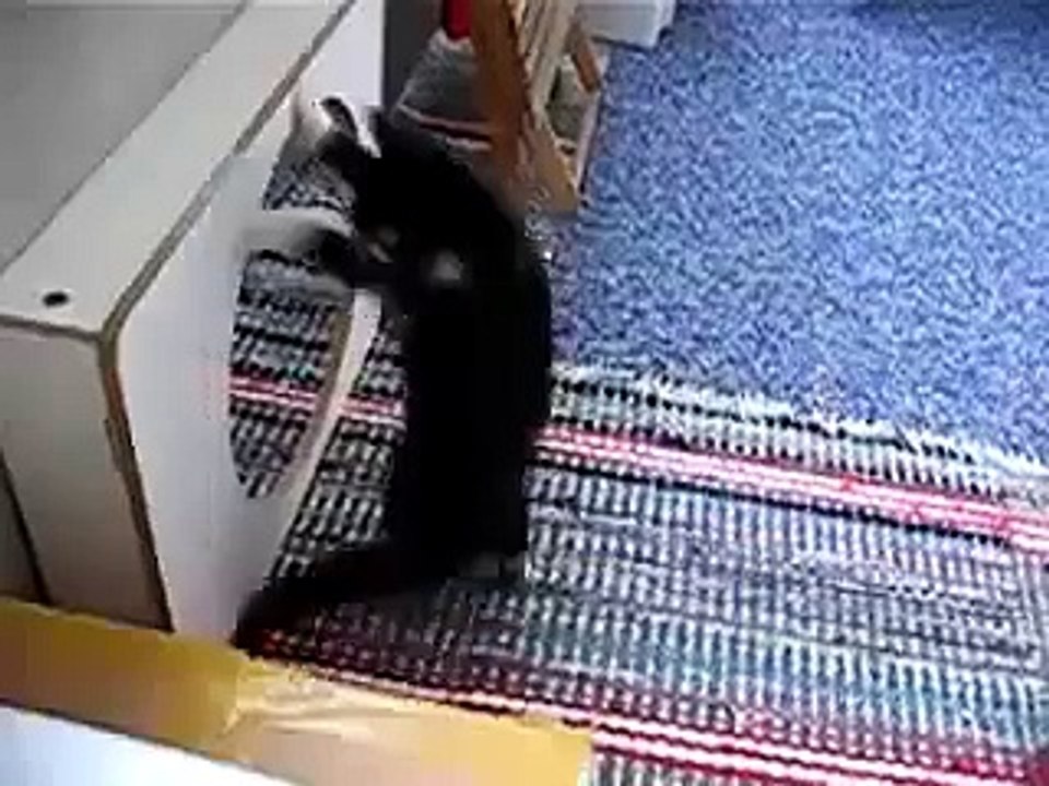 Gato Ataca Al Espejo! ★ Gato divertido gato chistoso gato tierno loco risa humor