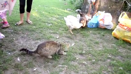 Gato Atrapa A La Gallina! ★ Gato divertido gato chistoso gato tierno loco risa humor