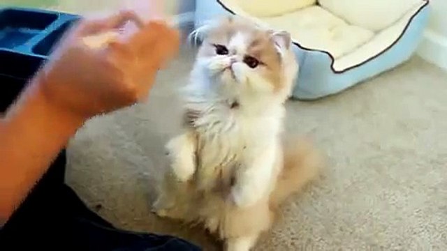 Gato Come Con Palos Chinos ★ humor gatos - video divertido gatos chistosos risa gato