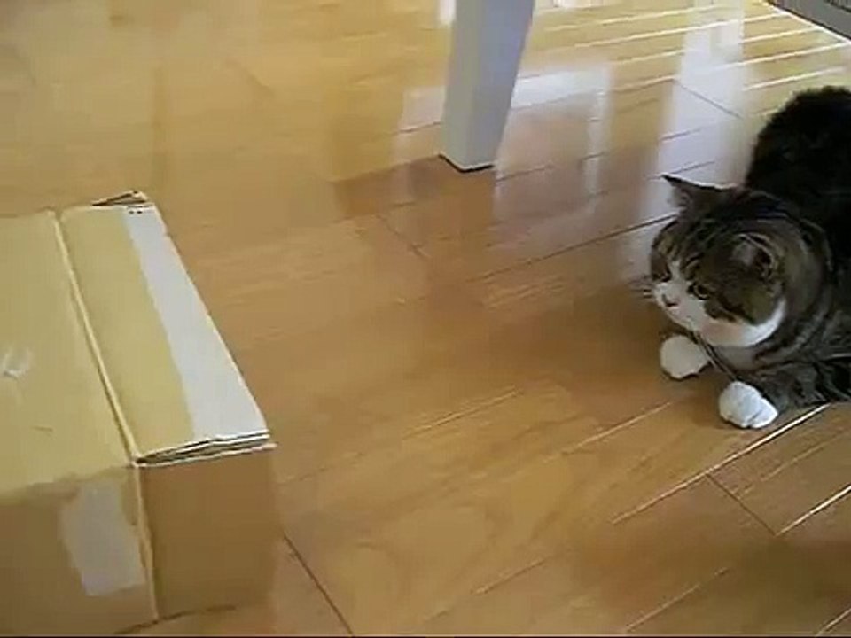 Gato Completamente Loco! ★ humor gatos - video divertido gatos chistosos risa gato