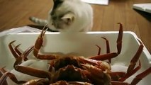 Gato Conociendo a Un Cangrejo ★ humor gatos - video divertido gatos chistosos risa gato
