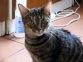 Gato Dice Mama! ★ Gato divertido gato chistoso gato tierno loco risa humor