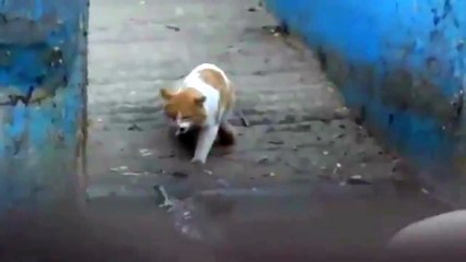 Gato Enfrenta A Cocodrilo Y Gana! ★ Gato divertido gato chistoso gato tierno loco risa humor
