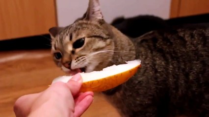 Gato Fan Del Melon! ★ Gato divertido gato chistoso gato tierno loco risa humor