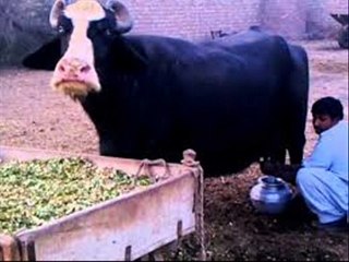 Bhaince ka doodh Pee  lein Dr.Ashraf Sahibzada