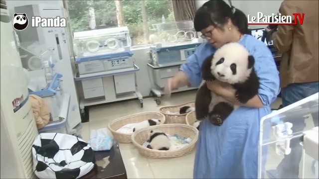 Chine : elles s’occupent tous les jours de bébés pandas
