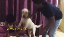 Dog Barking and fighting for its beloved - Amazing Fun Video
