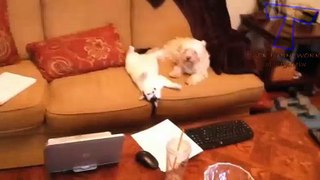 NUEVO! Cats and dogs acting like humans - Cute animal compilation zxvf