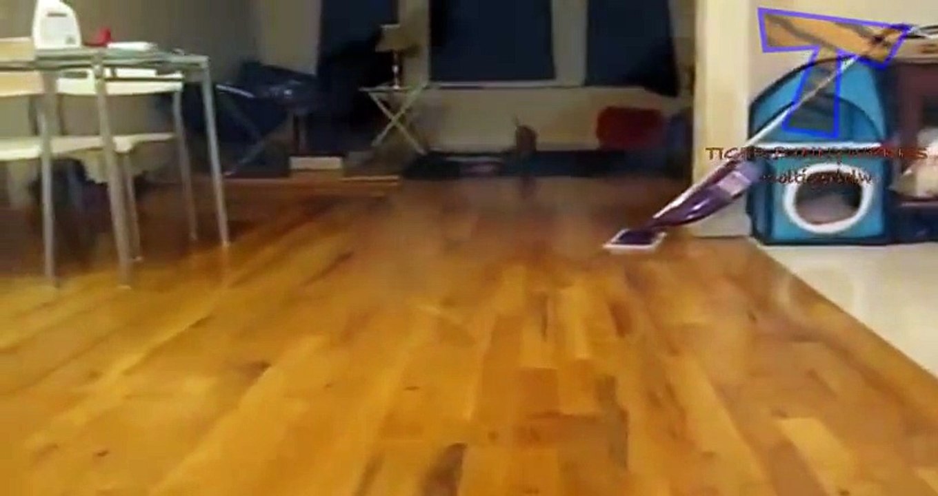 NUEVO! Cats acting like dogs - Funny and cute cat compilation zxvf