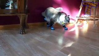 NUEVO! Cats and dogs wearing shoes - Funny animal compilation zxvf