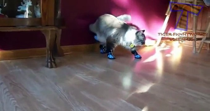 NUEVO! Cats and dogs wearing shoes - Funny animal compilation zxvf