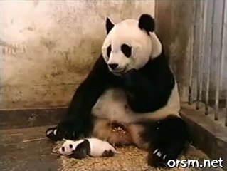 SO CUTE PANDA AND BABY PANDA