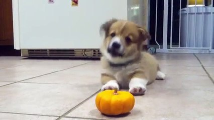 Corgi Puppy Can't Deal With Mini Pumpkin