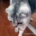 Most Shocked Cat Ever ! Funny ! - Кот в Шоке - Жесть !