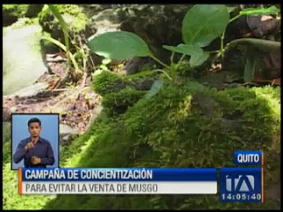 Inicia campaña para evitar el uso de musgo en nacimientos