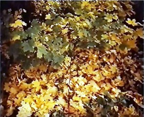 О чем шелестели листья