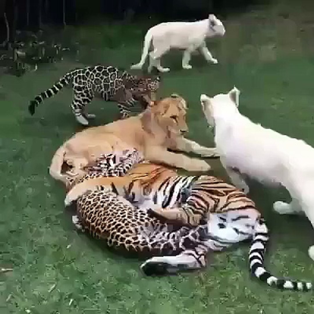 jaguar vs puma fight