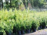 Arborvitae Green Giants     we plant for you in NJ
