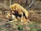 Mating Lion and Zebra Animal Breeding   Animal Attacks And Loves   YouTube when animals attack