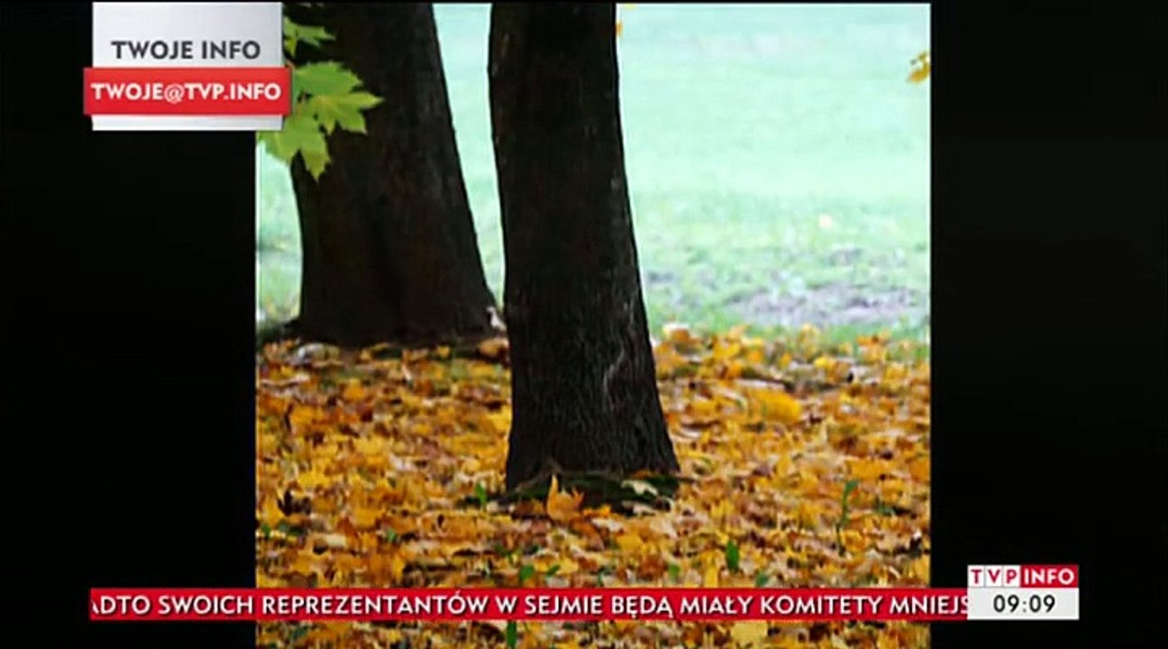Widoki w INFO - podkład