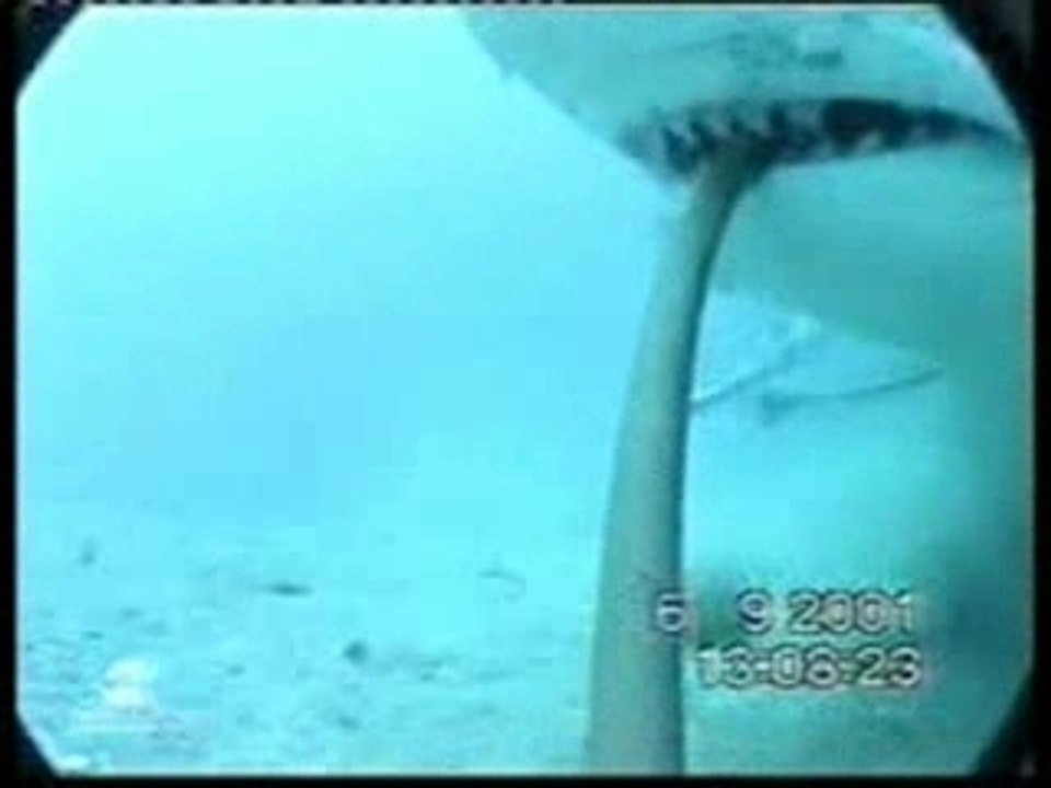 Requin tigre Requin marteau - shark