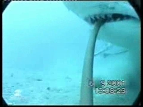 Requin tigre Requin marteau - shark