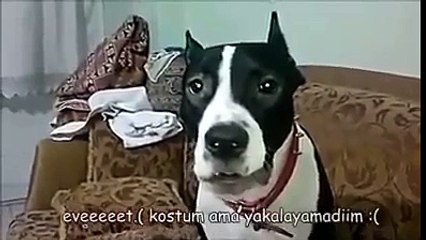 Ağlayan PİTBULL Köpek çok üzgün Ne yaptılar kızım sana. Ağlama kızım Şila