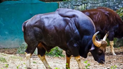 TOP 10 Biggest Animals of All Time