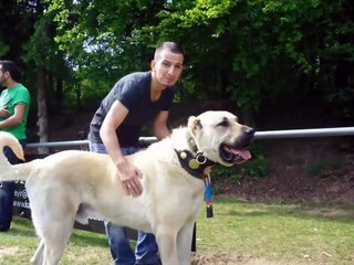 top 5 Biggest and Strongest Turkish Dogs