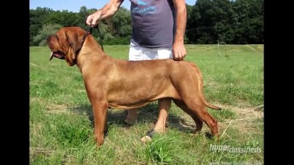 TOP 10 BIGGEST GUARD DOGS IN THE WORLD - 2015