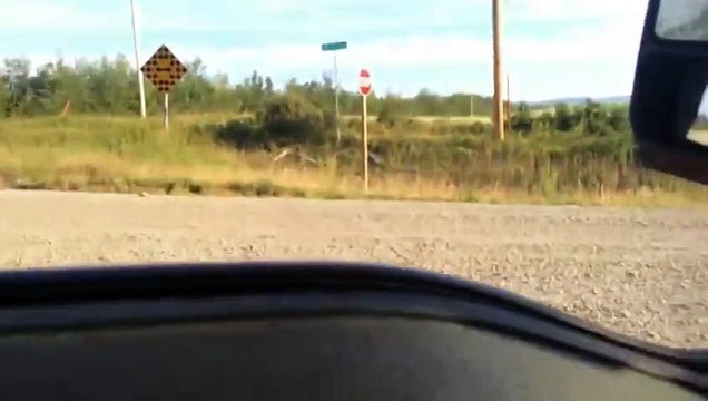 Удивительное видео! Мужчина нашел на дороге дикого гуся и показал ему дорогу!