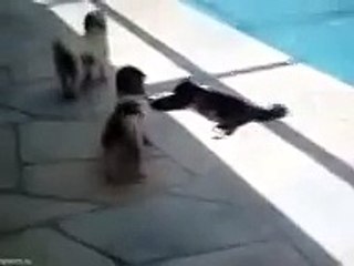 Хитрый кот утопил пса!