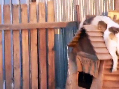 Собака после ночной смены!