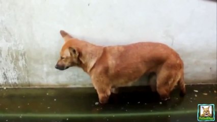 Собака уснула и упала в лужу!