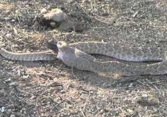 Rattlesnake Devours Whole Quail